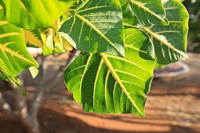 《盗贼之海》Steam销量超过500万 官方发放特别礼物