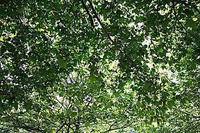 9月全球热门手游收入排行 《王者》第一《原神》第二